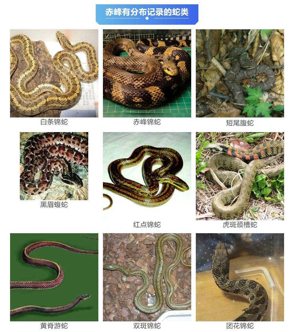 皇冠登3代理申请
_内蒙古赤峰有人拍到了“鸡脖子蛇”皇冠登3代理申请
,有毒!千万小心!