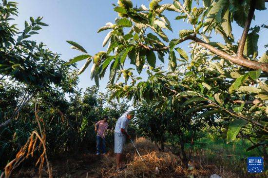 皇冠信用开户
_立秋农事正当忙