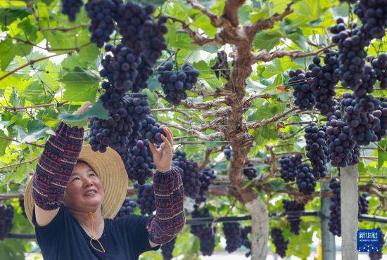 皇冠信用开户
_立秋农事正当忙