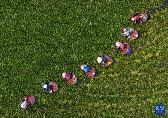 皇冠信用开户
_立秋农事正当忙