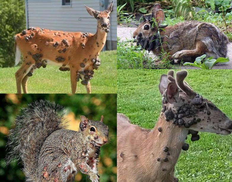 皇冠信用网账号申请_“僵尸松鼠”“触手兔”后皇冠信用网账号申请,英媒称美国又发现“变异鹿”