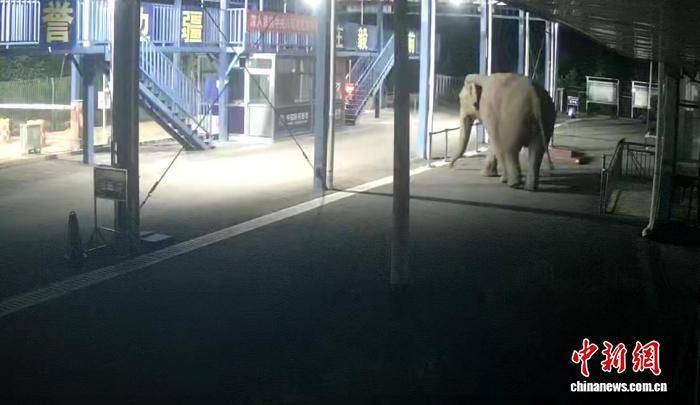 信用平台出租_云南西双版纳:一亚洲象深夜经中老边境曼庄通道出境