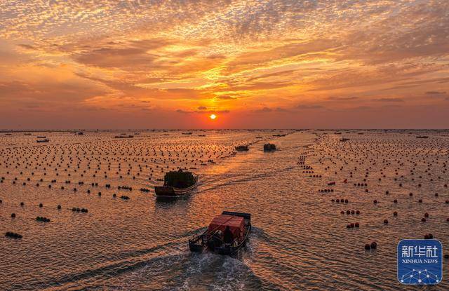 皇冠登3管理出租_山东荣成:鲍鱼收获忙