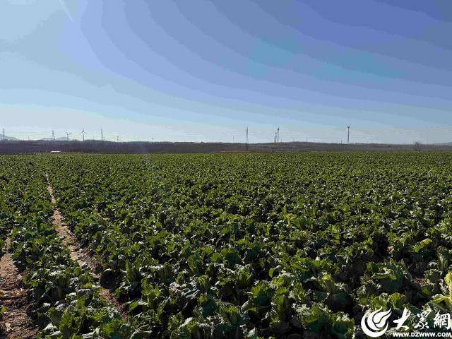 皇冠信用平台出租
_山东青岛:全国首批“板蓝根白菜”喜获丰收皇冠信用平台出租
,正式上市!首批10万棵已被上海采购商“包圆”